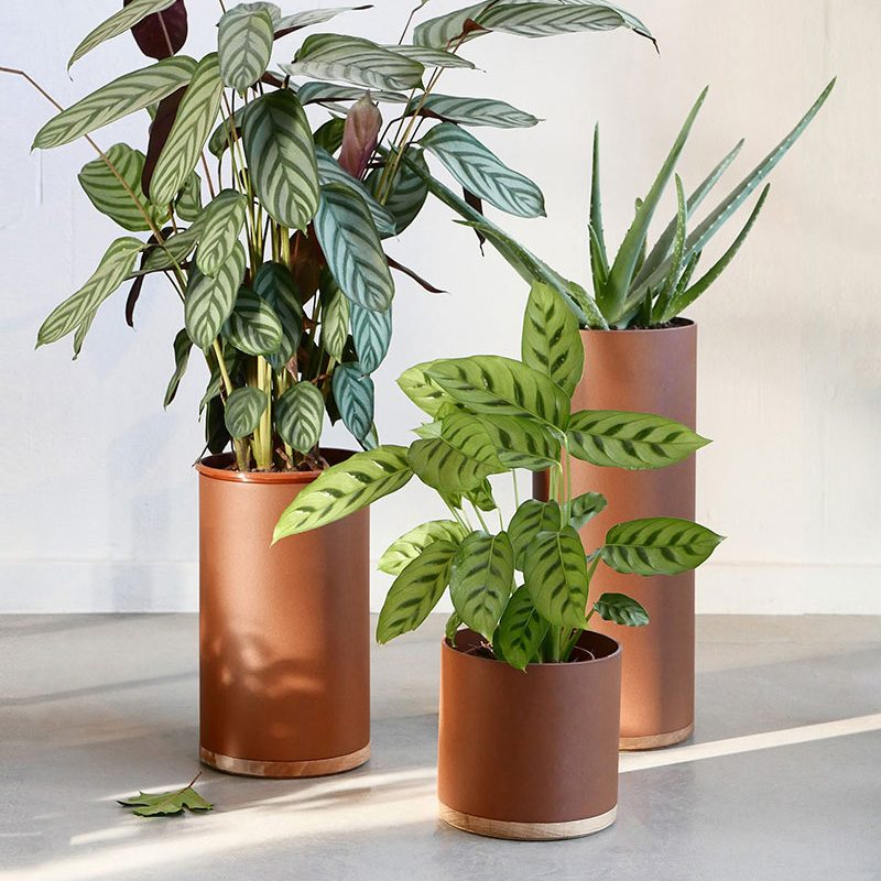 Plant Collectors webshop Vij5 Plant Collectors bloempot en plantenstandaard webshop