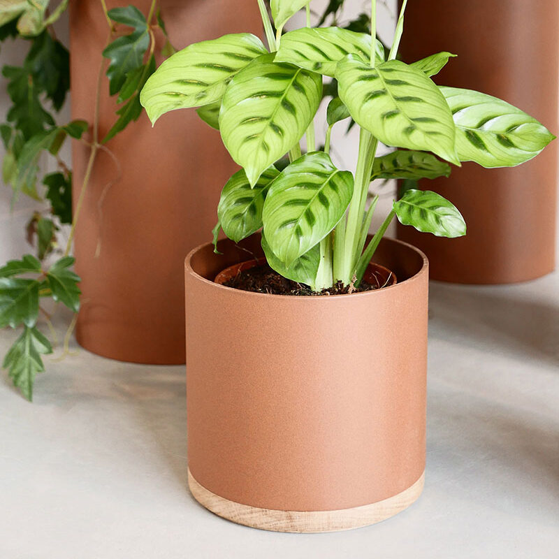 Vij5 Plant Collectors P1010149 vierkant Vij5 Plant Collectors P1010149 vierkant