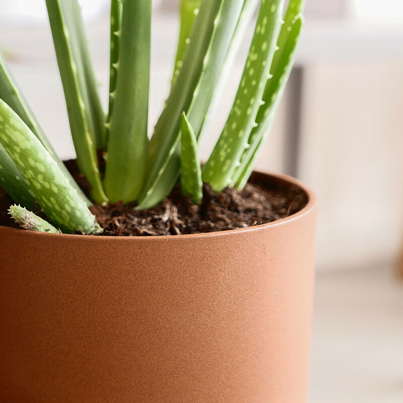 Vij5 Plant Collectors P1010169 vierkant Vij5 Plant Collectors P1010169 vierkant