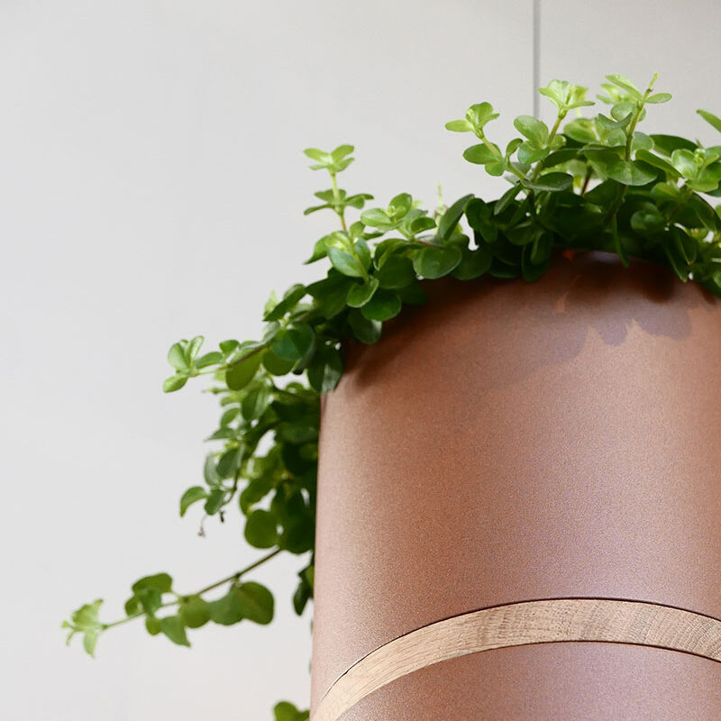 Vij5 Plant Collectors P1010652 vierkant Vij5 Plant Collectors P1010652 vierkant