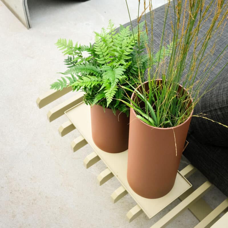 Vij5 Plant Collectors DSF1868 vierkant Vij5 Plant Collectors DSF1868 vierkant